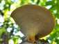 Olaszgomba (Polyporus tuberaster), Budai-hegység. Tág, szögletes pórusok